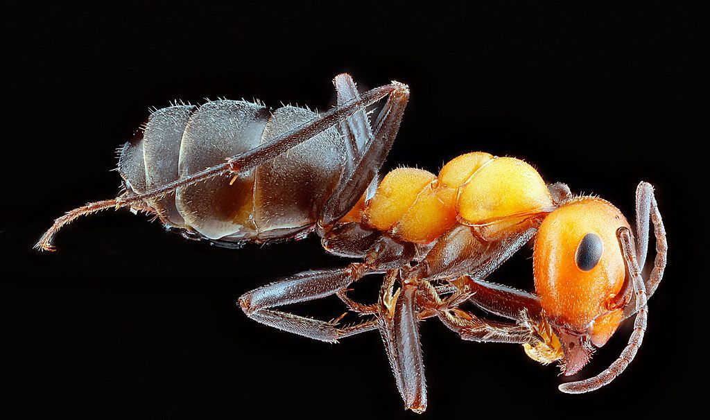 Ant Control service in National City, CA