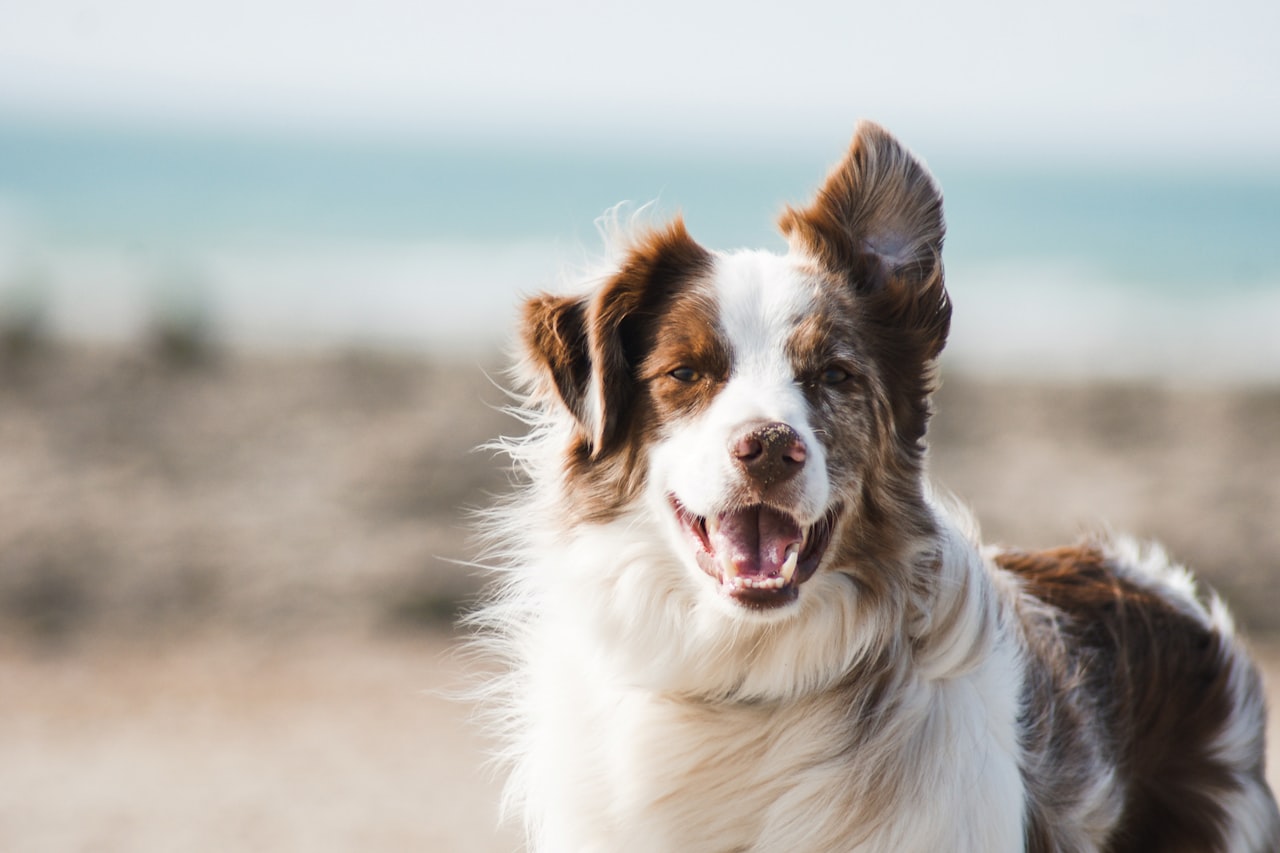 Flea & Tick Control service in National City, CA