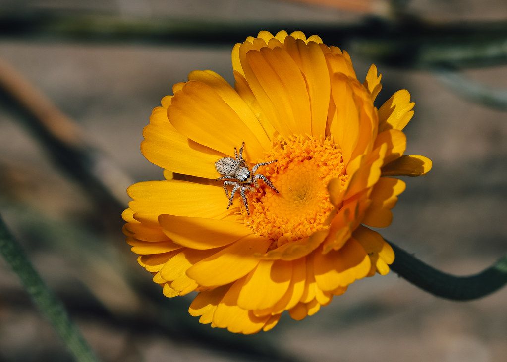 Spider Control service in National City, CA